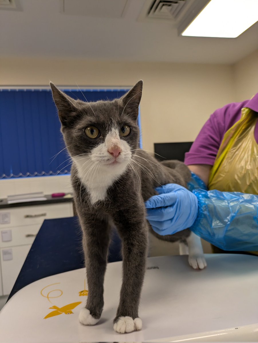 ‼️ Do you recognise this cat? ‼️

This gorgeous girl arrived into us as a stray from the NE10 area, and she isn't chipped. 

If you have any info, please contact us on: 
📧 enquiries@tynesideac.cats.org.uk | 📞 0191 653 1052 

Thank you ♥️