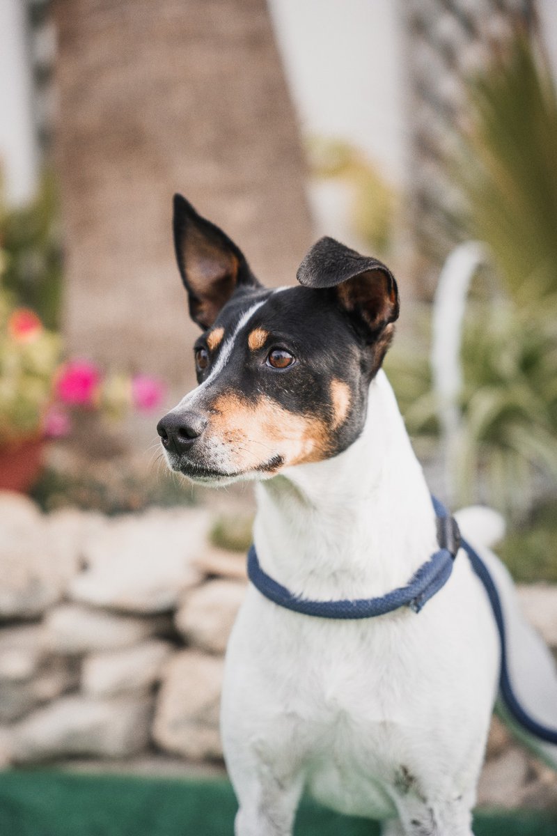 Simba a su corta edad ya ha pasado por dos abandonos... buscamos familia responsable que no vuelva a decepcionarle. Es un encanto ....con personas es super simpático y cariñoso, para haber pasado por lo que ha pasado. La Huella De Dasha: 664853048