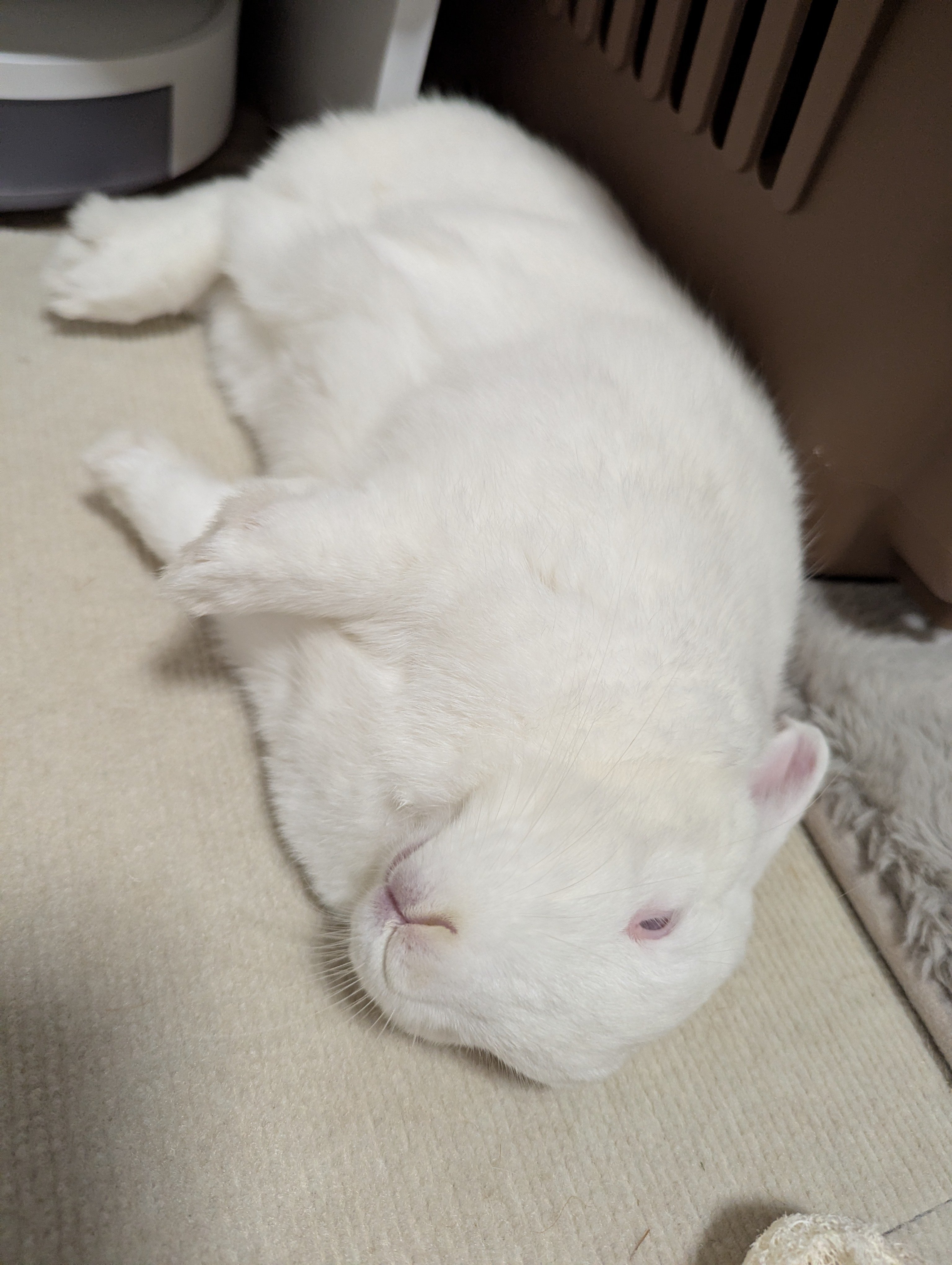 ちかもっちゃん専用⭐︎ キョーちゃん 主: はせこ on X: 