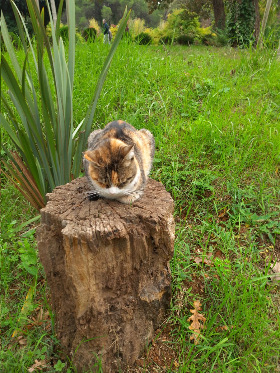 codingandcatss's tweet image. So sleepy.