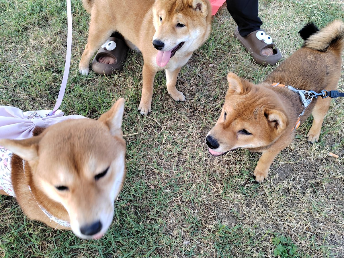 Meme炼金师 tweet media