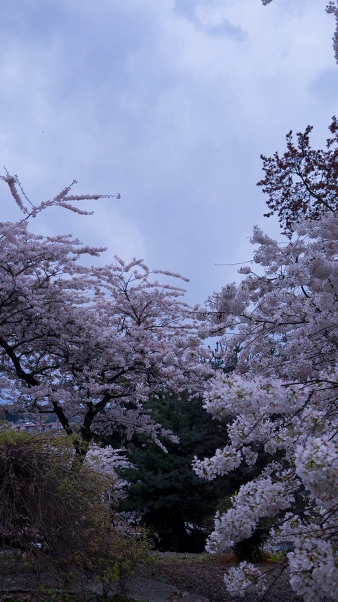 ExtraAced's tweet image. I’ve been working on creating more whether its artistic drawing, or photography so maybe ill take my time to share a photo with you guys a day ;) 
#photography #cherryblossoms #art