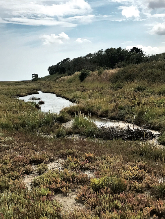 HooklandGuide's tweet photo. The ragged edge of the salt marsh is a place of rumour. Mud is scoured for monstrous prints. Augury murmurs from a hundred tidal pools where the sky is trapped as well water. This is a place where folklore not only resides, but reigns. – #DAKilroy, 1982 #LandscapePunk https://t.co/dJLiROrBkm