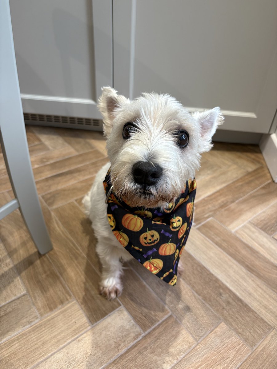 Second best £5 I ever spent (the first is his Christmas jumper)