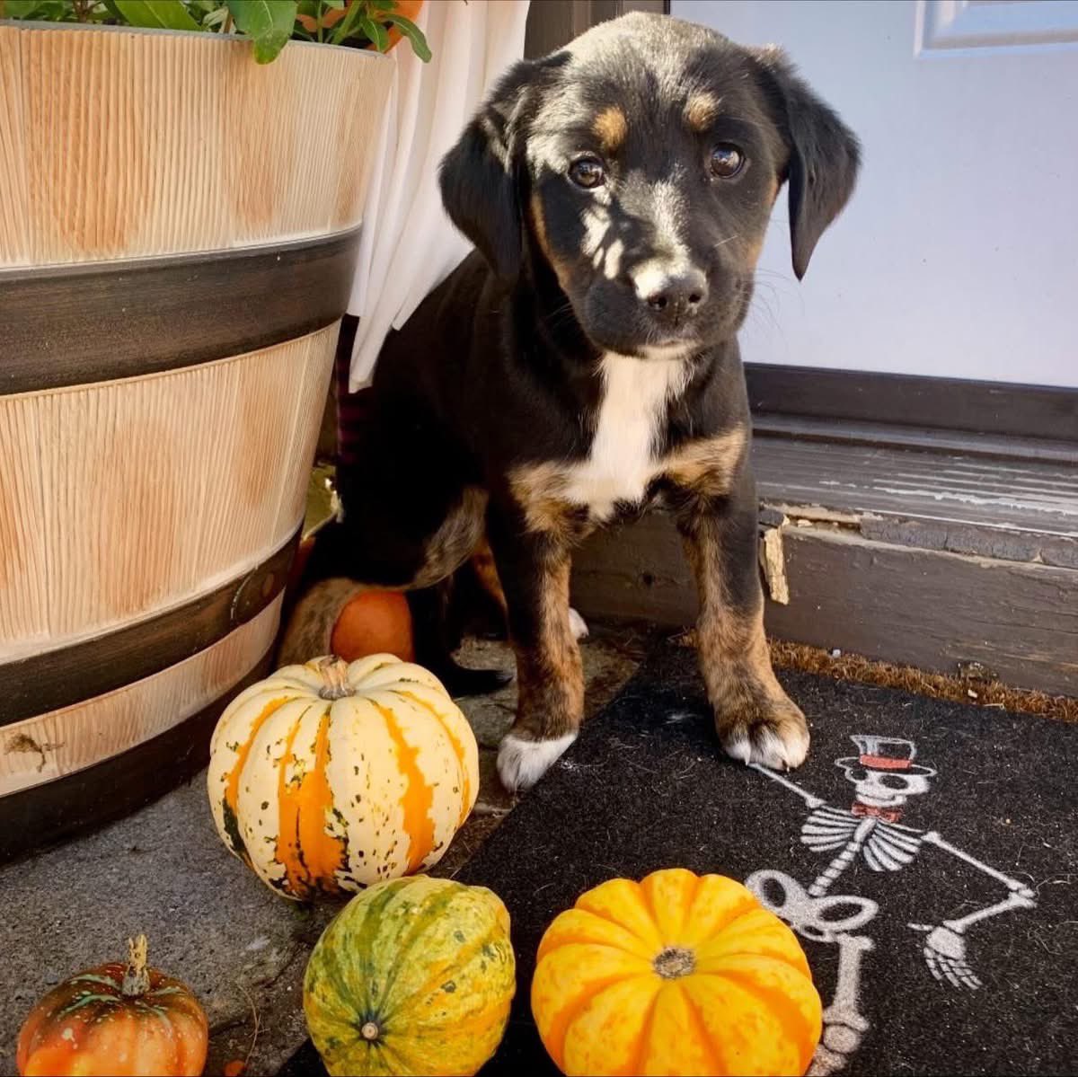 Introducing Ghost 👻 , Boo, Bones 🦴 , Skelly 💀 , and Phantom 🐾 ! These sweet sisters arrived the other night and are settling in well. They’re 8 weeks old and all are 10 pounds! Learn more and apply to adopt @ ophrescue.org/dogs