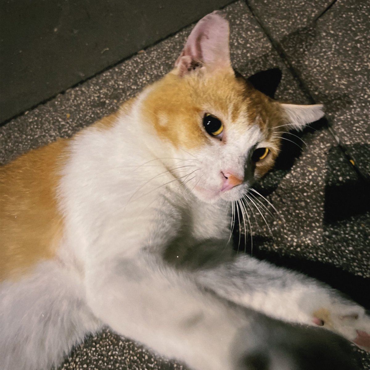 Anggit2512's tweet image. Look cute
@meowwnads @the10kSquad