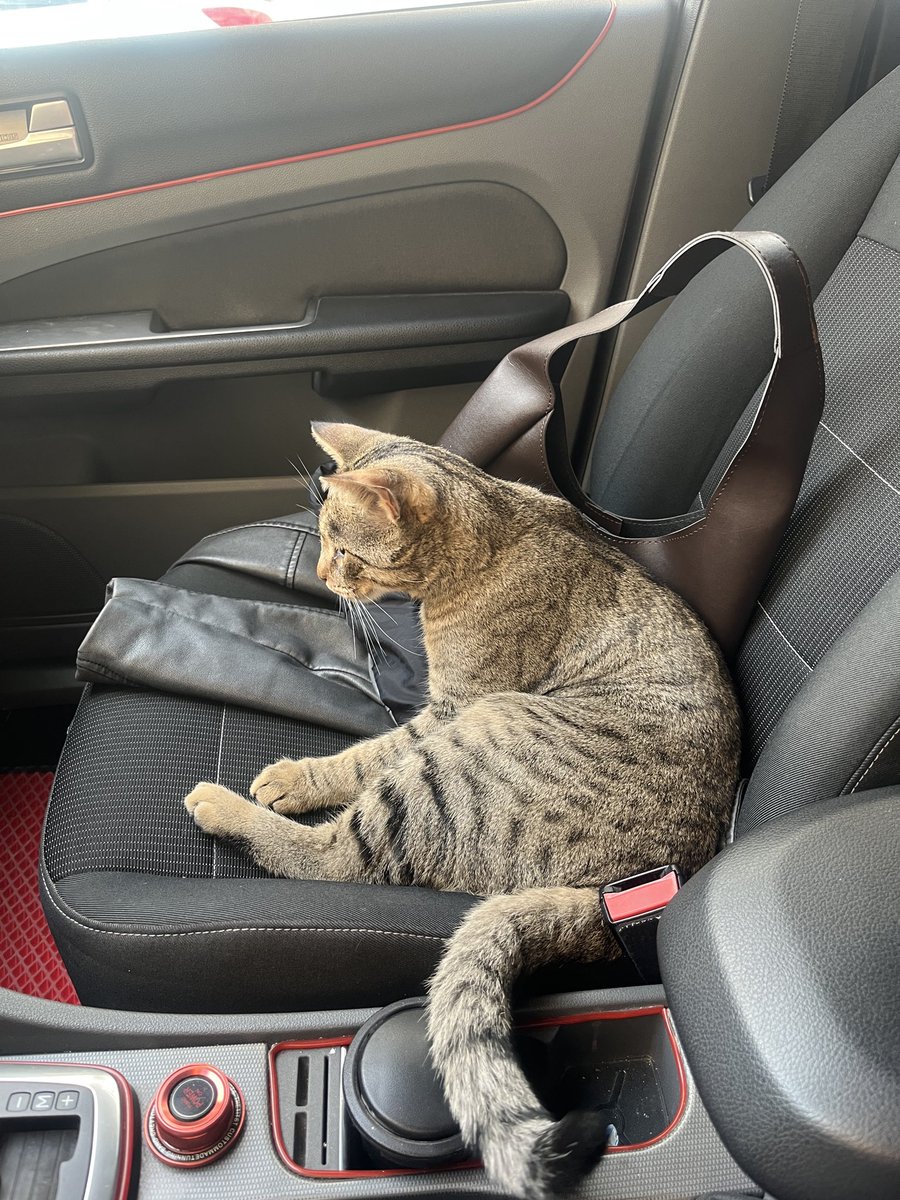 Girdi oturdu çıkmıyor arabamdan napicam simdi ben bunu🥺