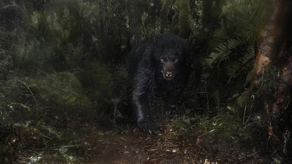 CaracolRadio's tweet image. 📻Al aire en #10AM Santiago Monroy García, biólogo y fotógrafo de vida silvestre. Comparte detalles de cómo logró capturar la imagen de un oso andino que fue reconocida a nivel mundial.