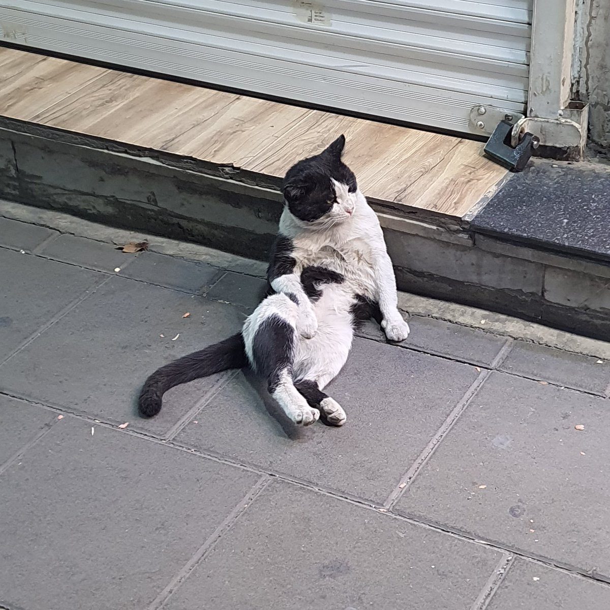 hamidphoenix tweet media