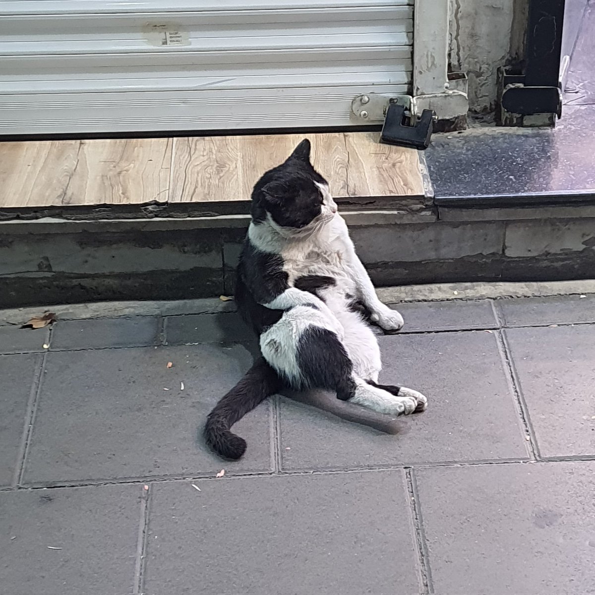 hamidphoenix tweet media