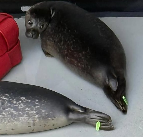 tivent_1's tweet image. oh um… hello kyoro? Wait… you’re not kyoro…