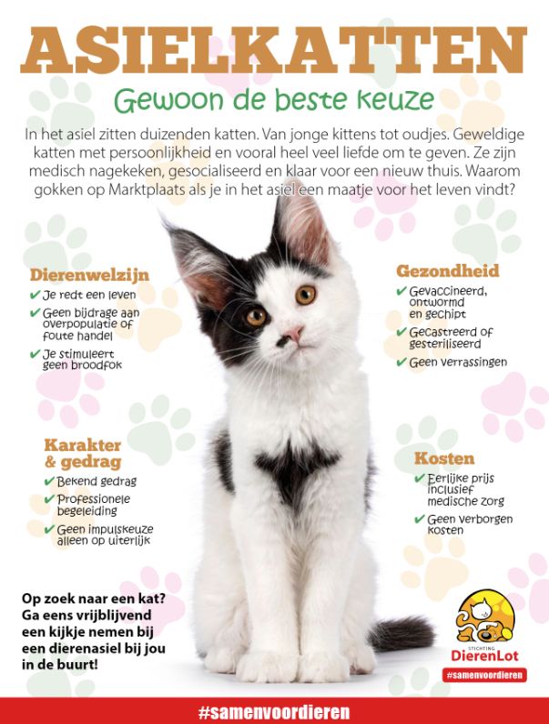 Asielkatten: gewoon de beste keuze! Vind hier een dierenhulporganisatie bij jou in de buurt en neem contact met hen op voor jullie toekomstige hartsvriend(in). Katten, honden, konijnen enz. : dier.nu/erkende-benefi…