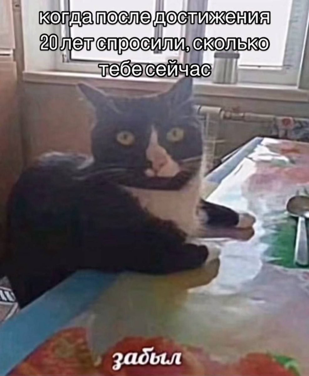 cats, i love cats (@catsilcats) on Twitter photo 