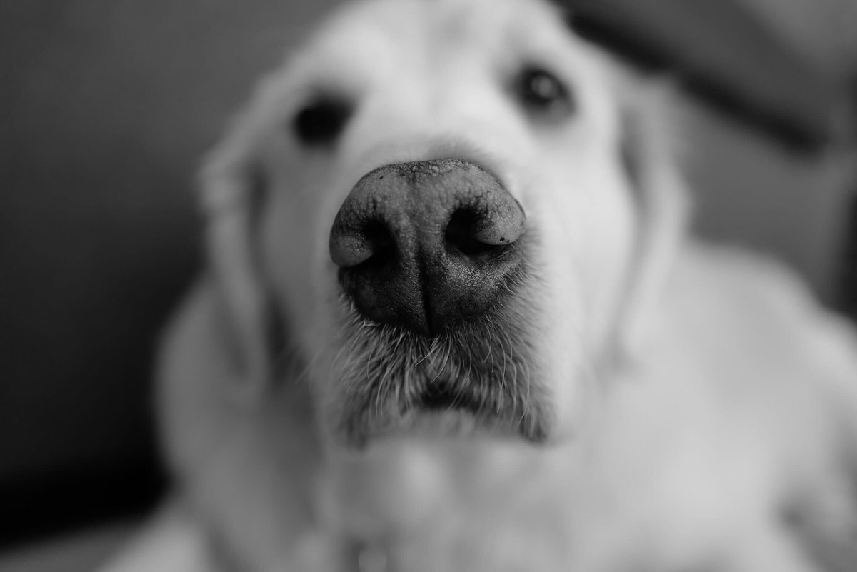She was the last name we signed on every birthday card.
She was our first baby, a therapist, a pillow, a big sister, a schoolmarm, a comedian, a party girl and a rebel. Definitely not a watchdog—she would have let burglars in and shown them where we kept the bacon and American