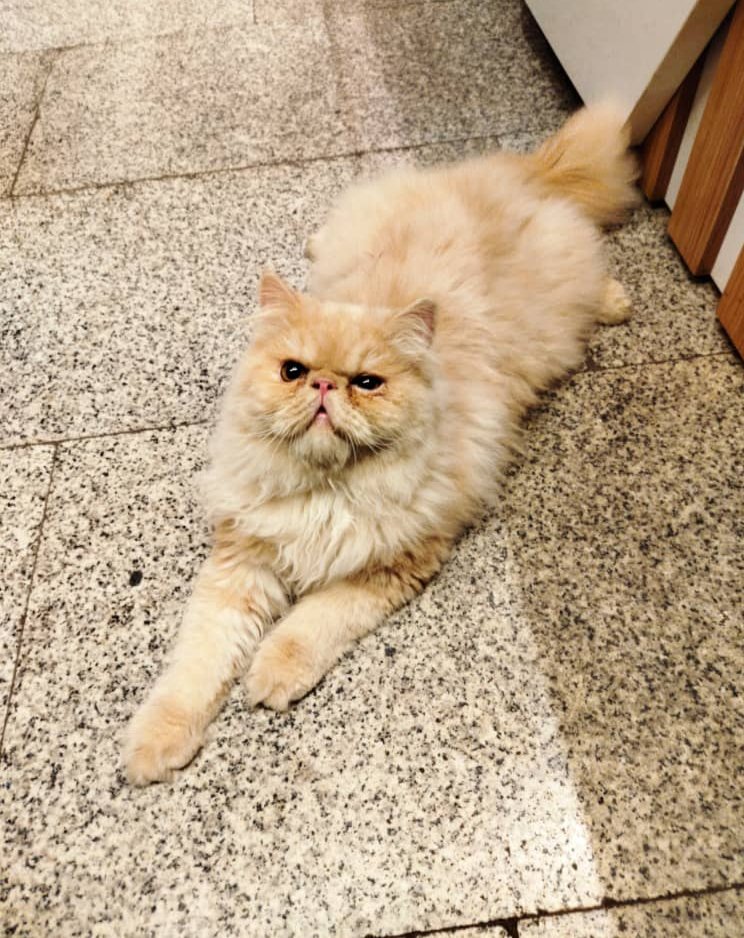 Ardalan59247928's tweet image. پیدا شده
این بچه در جهان شهر کرج پیدا شده و مطلقا نمیتونه بیرون زندگی کنه اگر کسی این بچه رو می شناسه یا تمایل داره به سرپرستی بگیره پیام بده