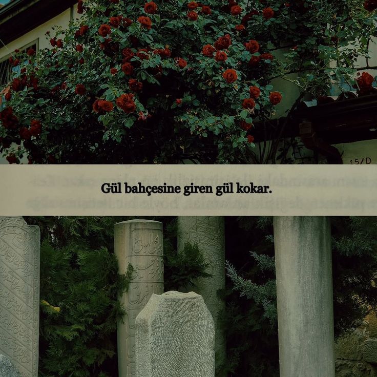 digerkm's tweet photo. Gül bahçesine giren gül kokar. https://t.co/4JawiFokt8
