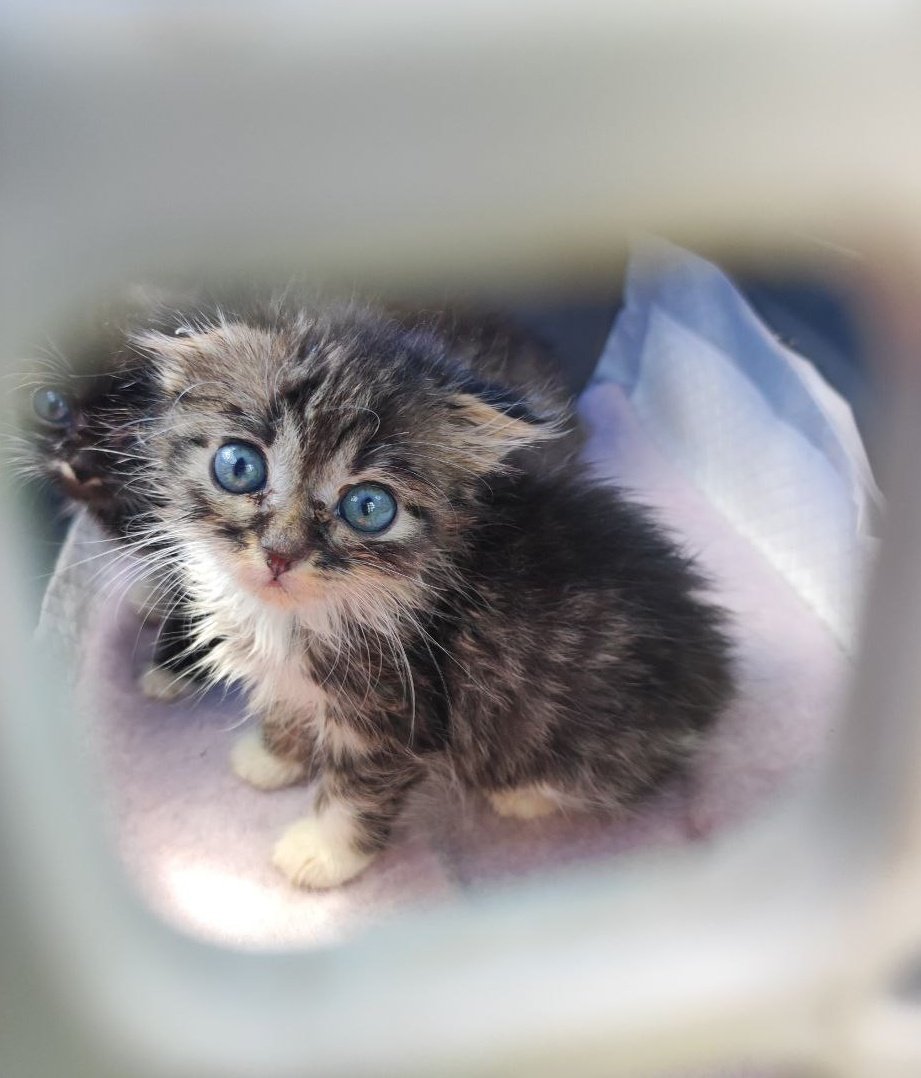 kittyzht's tweet image. хотіла знайти їй сім'ю разом з сестричкою і не розділяти, але вийшло, як вийшло🫶🏻
вітайте ляльку в родині🥰
врятувала їх з зав'язаного пакета, дуже маленькими, а з вашою допомогою виросли хороші здорові кошенята🫶🏻
більше жодної вулиці, лише любов)
