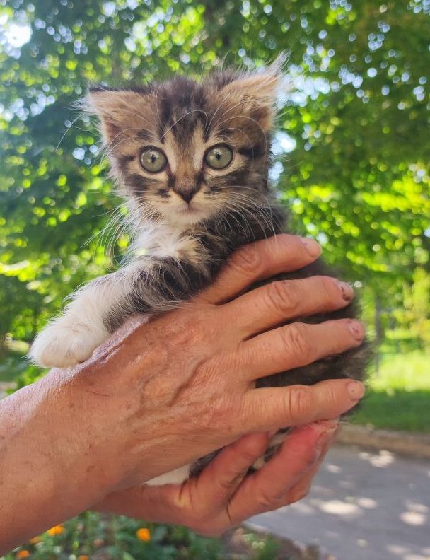 kittyzht's tweet image. хотіла знайти їй сім'ю разом з сестричкою і не розділяти, але вийшло, як вийшло🫶🏻
вітайте ляльку в родині🥰
врятувала їх з зав'язаного пакета, дуже маленькими, а з вашою допомогою виросли хороші здорові кошенята🫶🏻
більше жодної вулиці, лише любов)