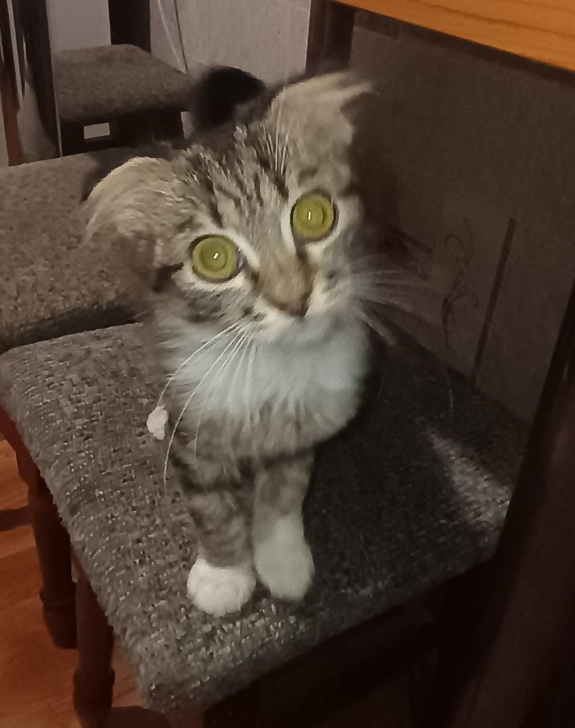 kittyzht's tweet image. хотіла знайти їй сім'ю разом з сестричкою і не розділяти, але вийшло, як вийшло🫶🏻
вітайте ляльку в родині🥰
врятувала їх з зав'язаного пакета, дуже маленькими, а з вашою допомогою виросли хороші здорові кошенята🫶🏻
більше жодної вулиці, лише любов)