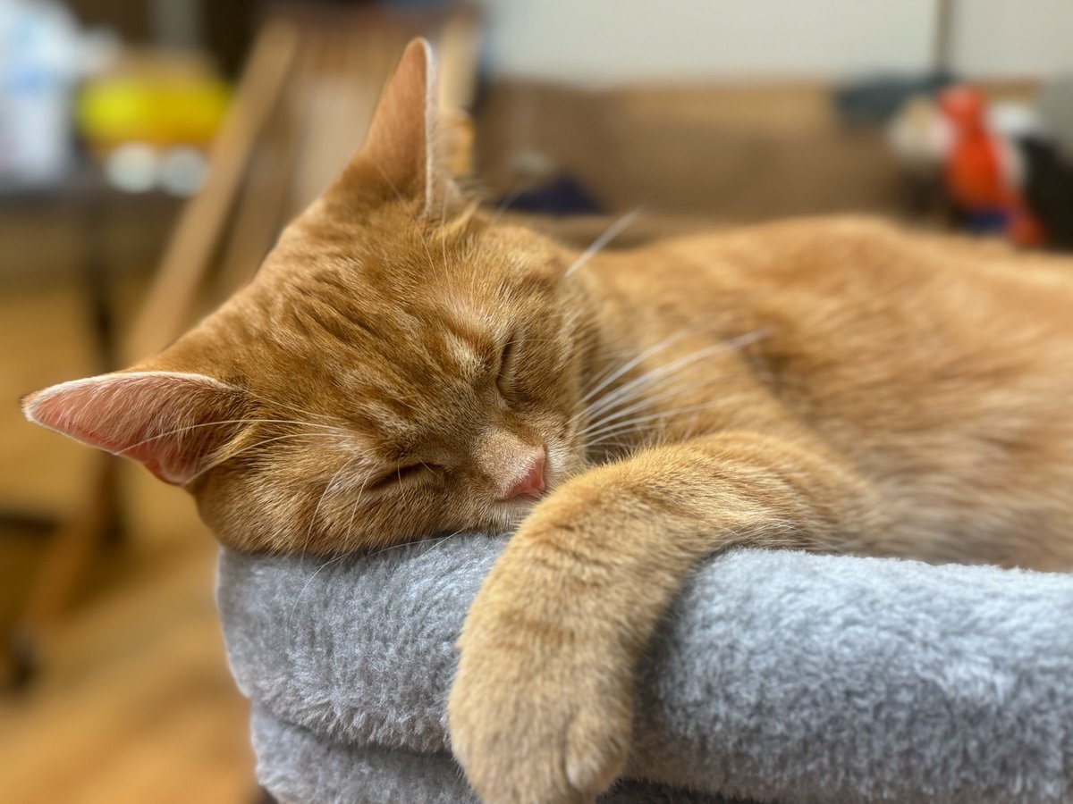 可愛すぎて噛みつきたい