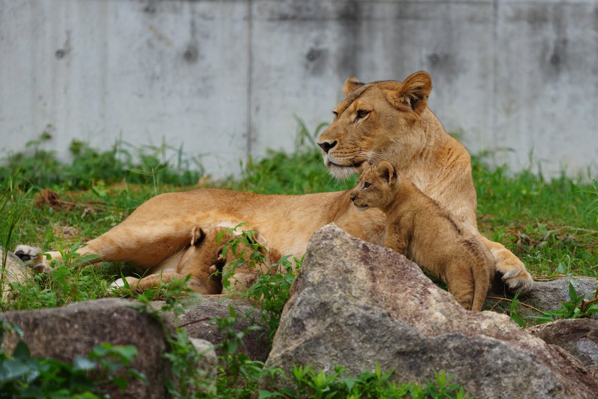 Seigo (@seigo666) / Posts / X