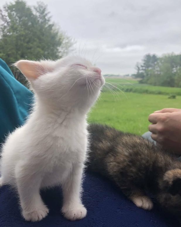 ShouldHaveCat's tweet image. 