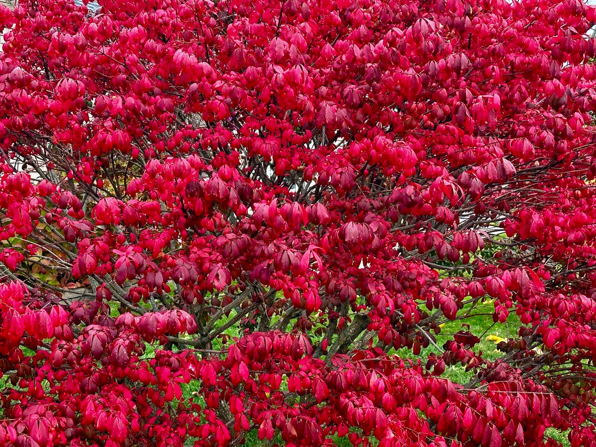 The  burning bushes are burning 🔥🍁#October