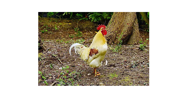 Poultryproducer.com tweet media