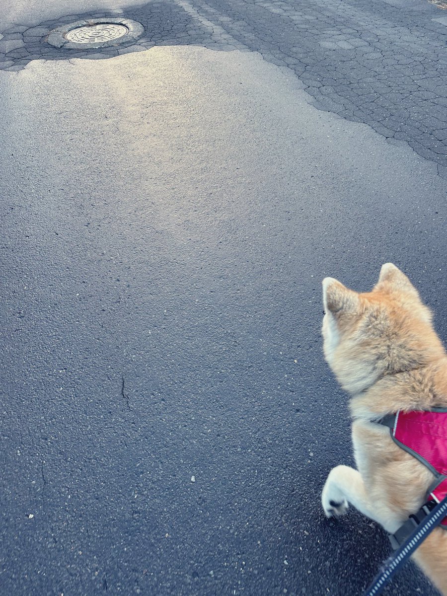 Nestico_jp's tweet photo. 冬が始まるって喜んでるのは🐕も同じ❄︎
https://t.co/hDuGh4IyOL https://t.co/BByFYmNRlL
