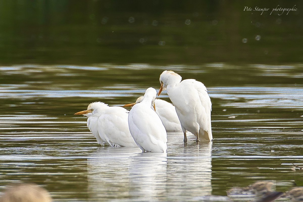 Little Egrets reflecting on the day ... <a href="/WWTSlimbridge/">WWT Slimbridge</a> <a href="/slimbridge_wild/">Slimbridge Sightings</a> <a href="/GlosBirds/">Glos Bird News</a> <a href="/HerefsBirds/">HerefordshireBirds</a> <a href="/Natures_Voice/">RSPB</a>