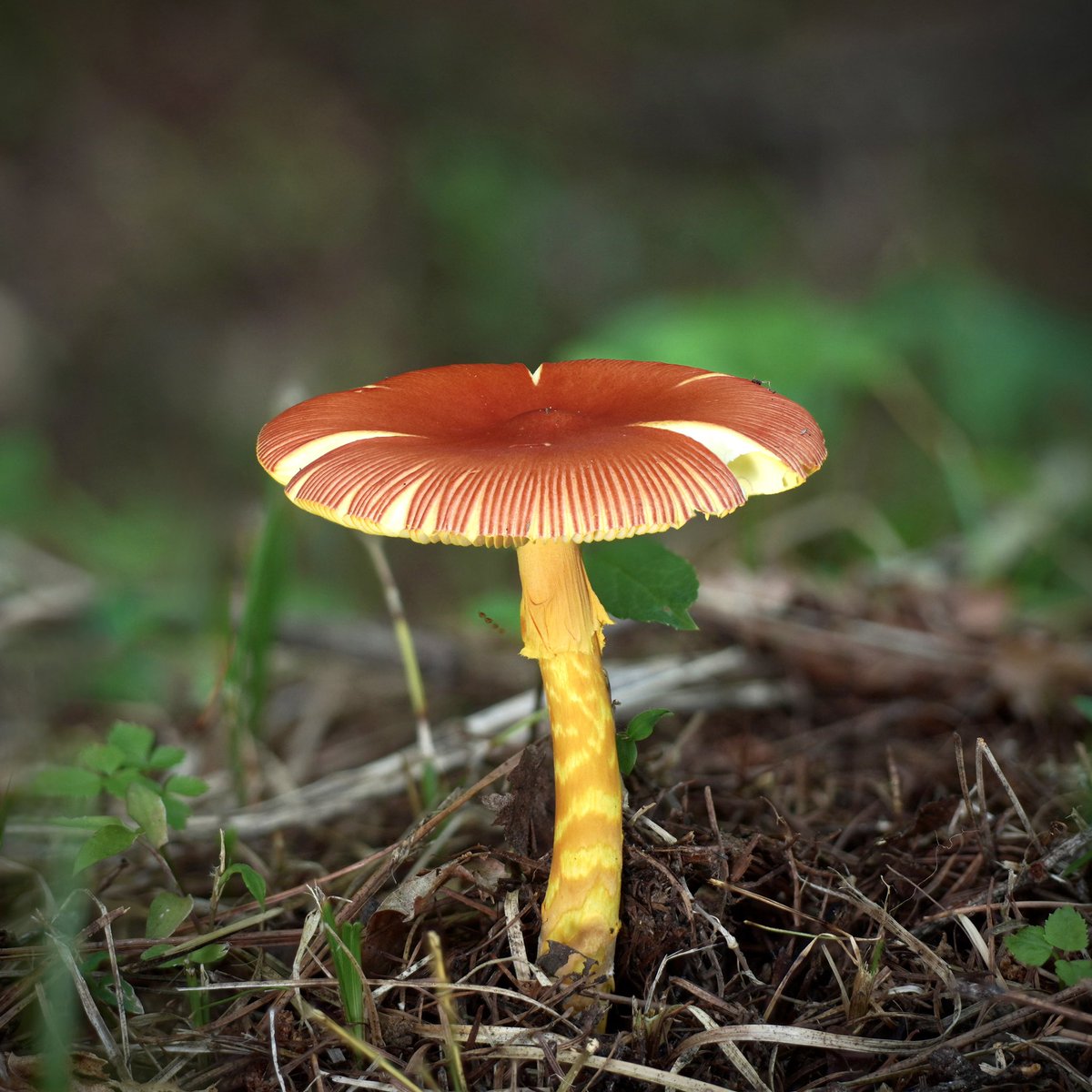 ボーロ (@borotouhu) / Posts / X