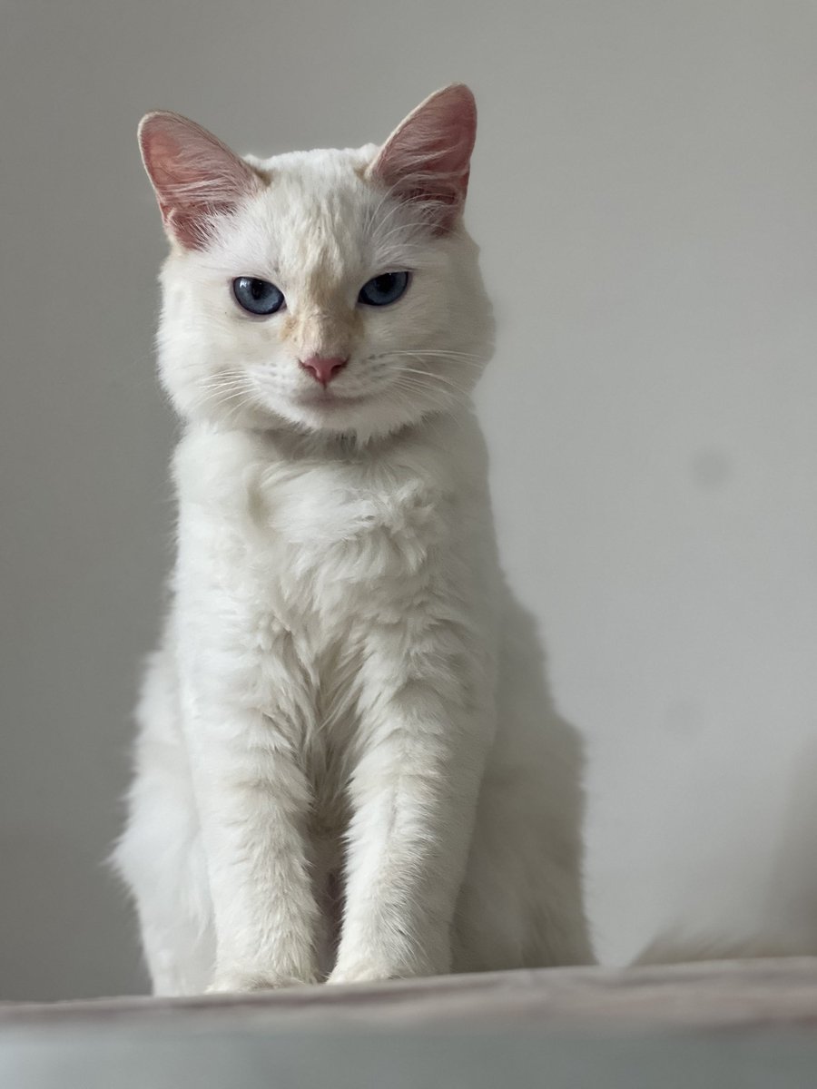 A mi madre le han regalado el gato más hegemónico que van a ver, está diciéndome que miras fea de mierda
