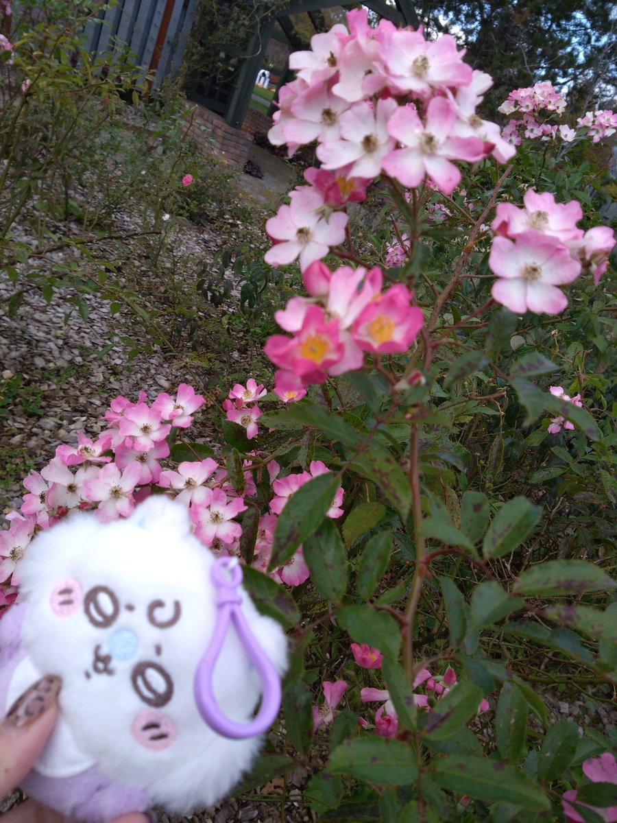 sndnnnn27's tweet photo. 遠征先でのちいかわココス✨ https://t.co/ecifzaHE1i
