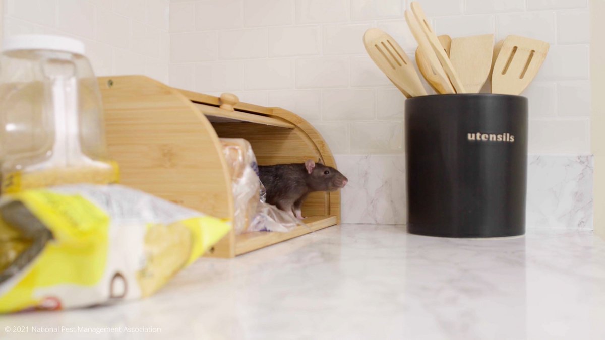 plunkettspest's tweet image. Did you know Rodents aren’t just a nuisance—they’re a real threat to your home and health. 🐭 Their chewing can damage wiring and furniture, and their droppings can spread diseases.

Spot the signs early and protect your home: plunketts.net/blog/how-roden…

#RodentAwarenessWeek