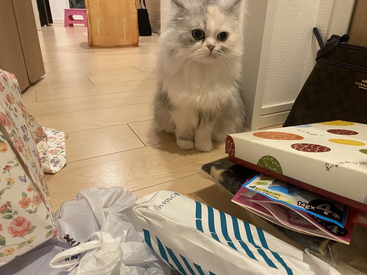 ルナちゃん🎀成長日記🫧 on X