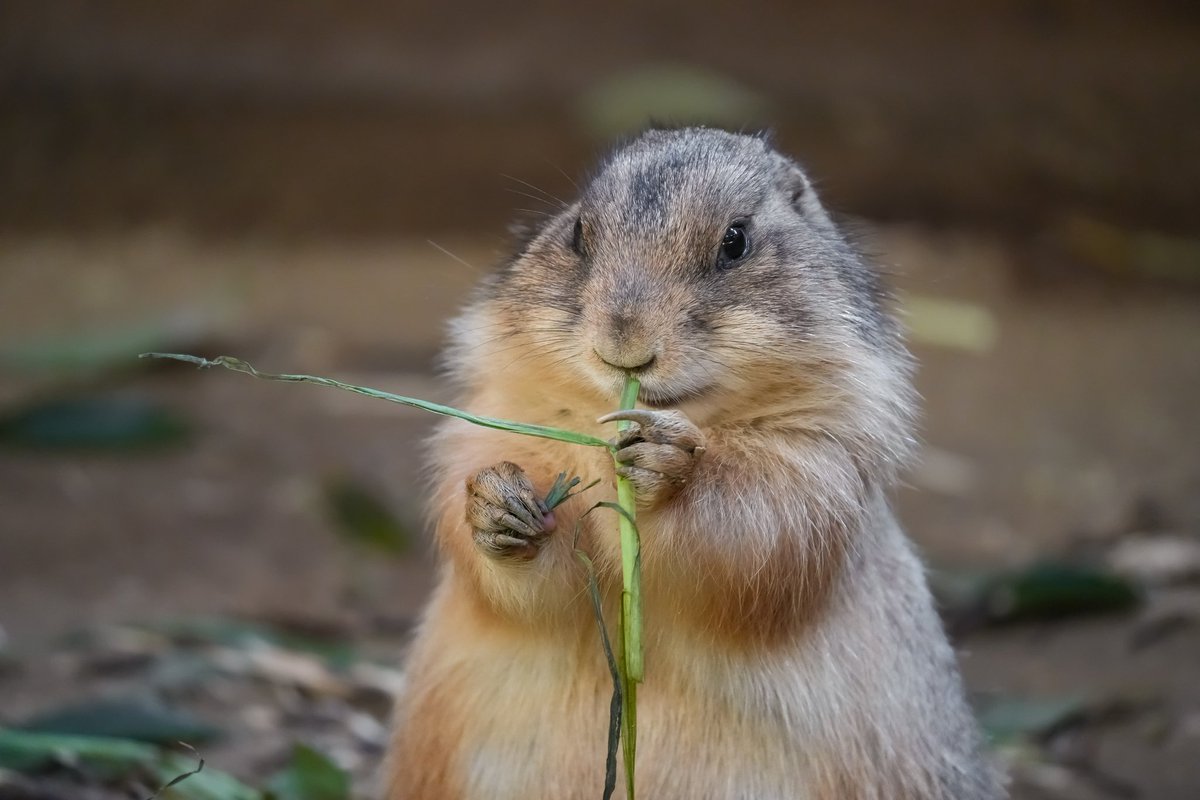 #プレーリードッグ 
#神戸どうぶつ王国