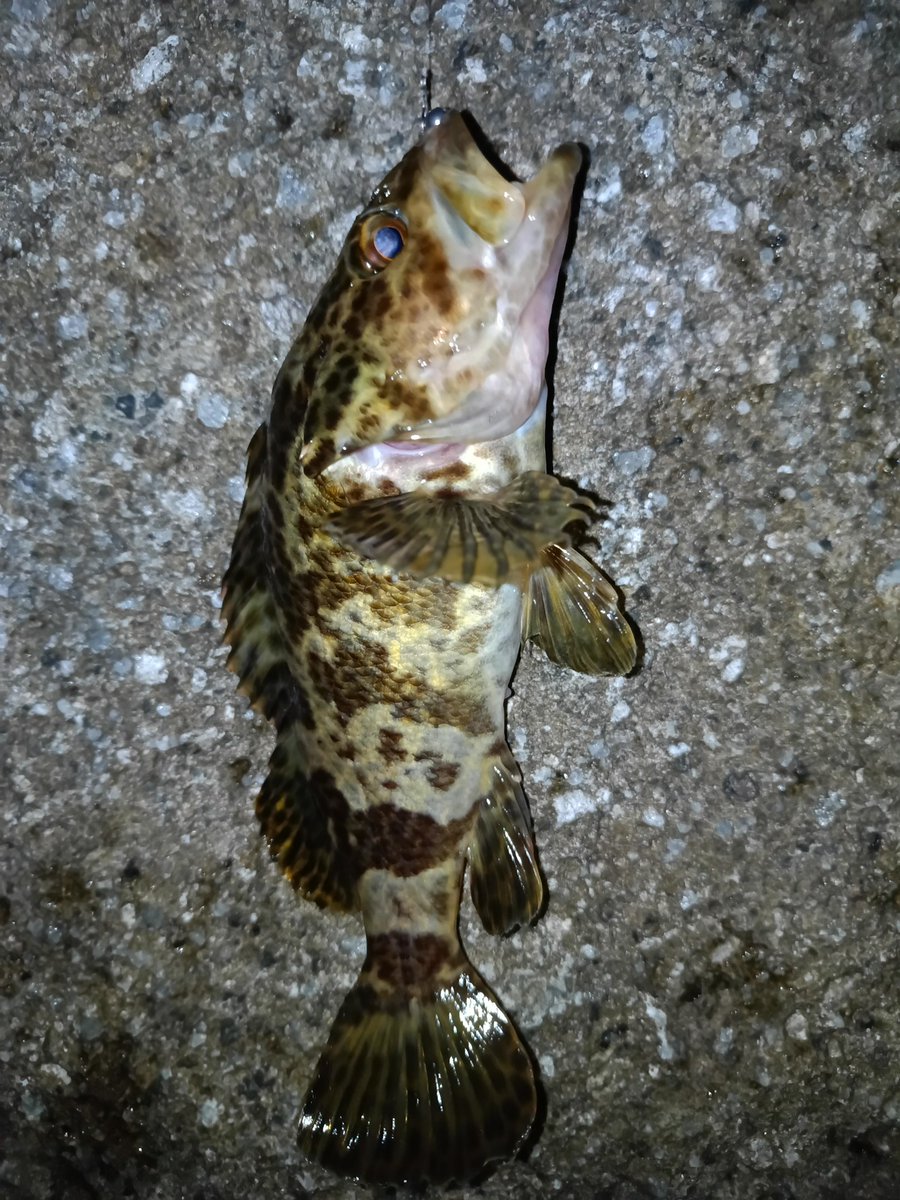 今日は夕マヅメでの釣行
風もそよ風低度しかなくいい感じで海へ
しかし回遊してる感じもなく底を狙わないと当たりは無さそうな感じ
そんな中久々にタケノコメバルが釣れました〜

#タケノコメバル
#ベッコウゾイ
#ロックフィッシュ
#根魚
#釣り
#ダイワ
#月下美人
#ソードビーム