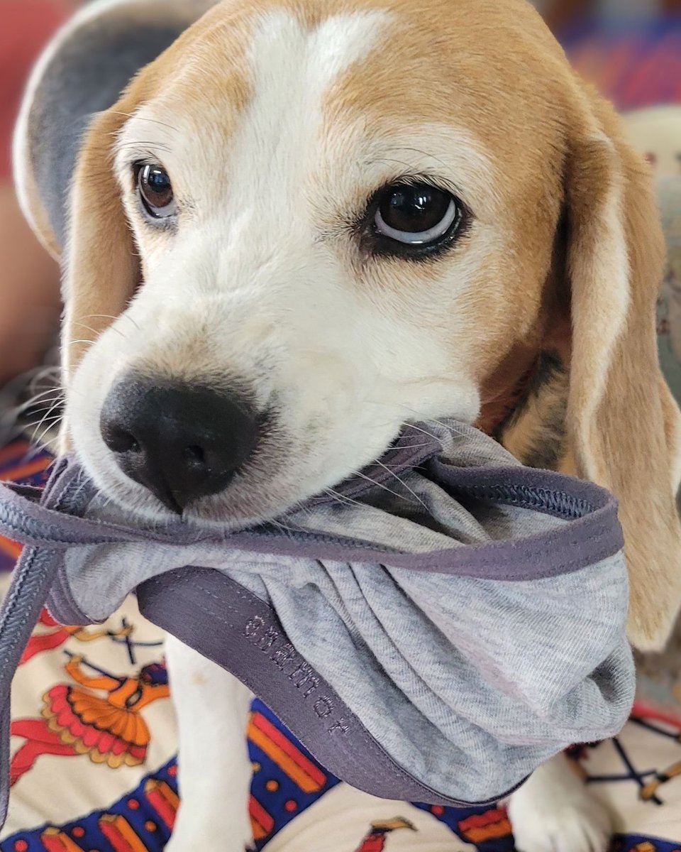 The #beagle enjoys snatching forbidden objects and luring humans into a game of chase. #beaglefacts 

📷 <a href="/prasanto/">PKR | প্রশান্ত | پرشانتو</a> / Twitter