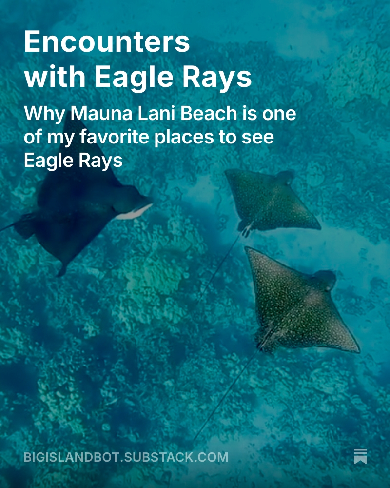 There are a few memory making moments w/ wild animals near Waikoloa

This is ranked from highest to lowest probability
- Goats-There are lots and lots around as you drive by
- Feral cats-Surprisingly large population, by Queen’s
- Whales-A lot during Whale Season, Nov-April
-