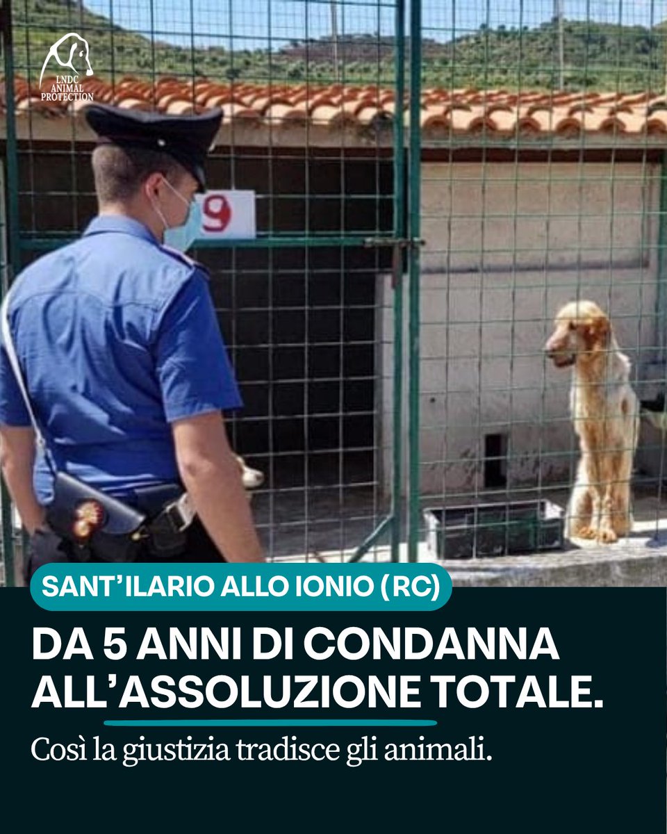 lndc_italia's tweet photo. Sconvolgente. Nel processo sul canile di Sant’Ilario allo Ionio, dopo una condanna a 5 anni e 4 mesi per maltrattamenti e gestione irregolare, la Corte d’Appello ha assolto tutti gli imputati.

Com’è possibile che da condanne esemplari si passi a un’assoluzione totale “perché il fatto non sussiste”?
LNDC Animal Protection attende le motivazioni della sentenza per comprendere le ragioni di un simile ribaltamento in presenza di fatti così gravi accertati in primo grado.

Nel frattempo. Continueremo a pretendere verità, rispetto e giustizia per chi non ha voce.

#Canile #processo #GiustiziaPerGliAnimali #LNDCAnimalProtection #StopMaltrattamenti #DirittiAnimali #StopAbbandono