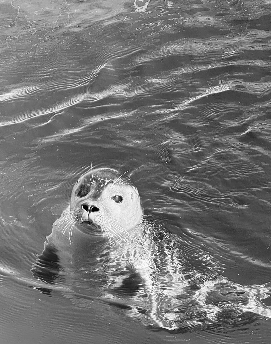 richardtkiewiet tweet media