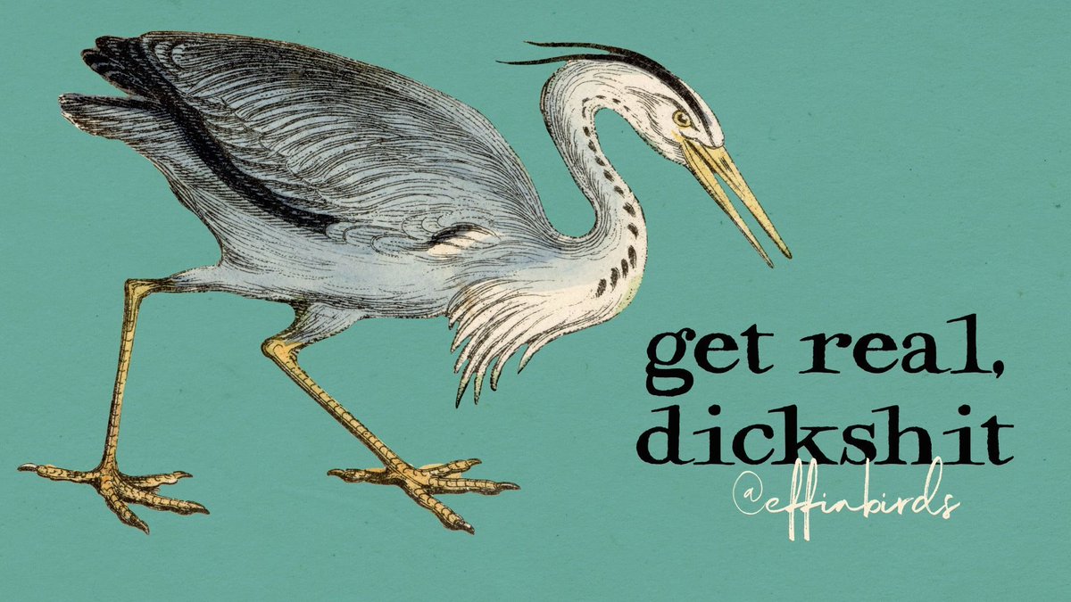 EffinBirds's tweet photo. https://t.co/60IQufRybs