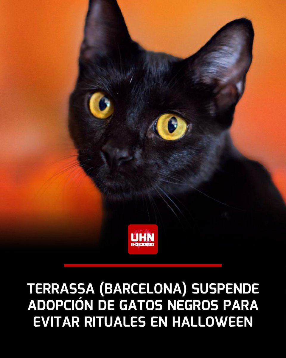 🇪🇸‼️ | El municipio de Terrassa (Barcelona) ha decretado la suspensión de las adopciones de gatos negros desde el 1 de octubre hasta el 1 de noviembre, ante un aumento inusual de peticiones para utilizarlos con fines rituales o decorativos en las fechas cercanas a Halloween.
