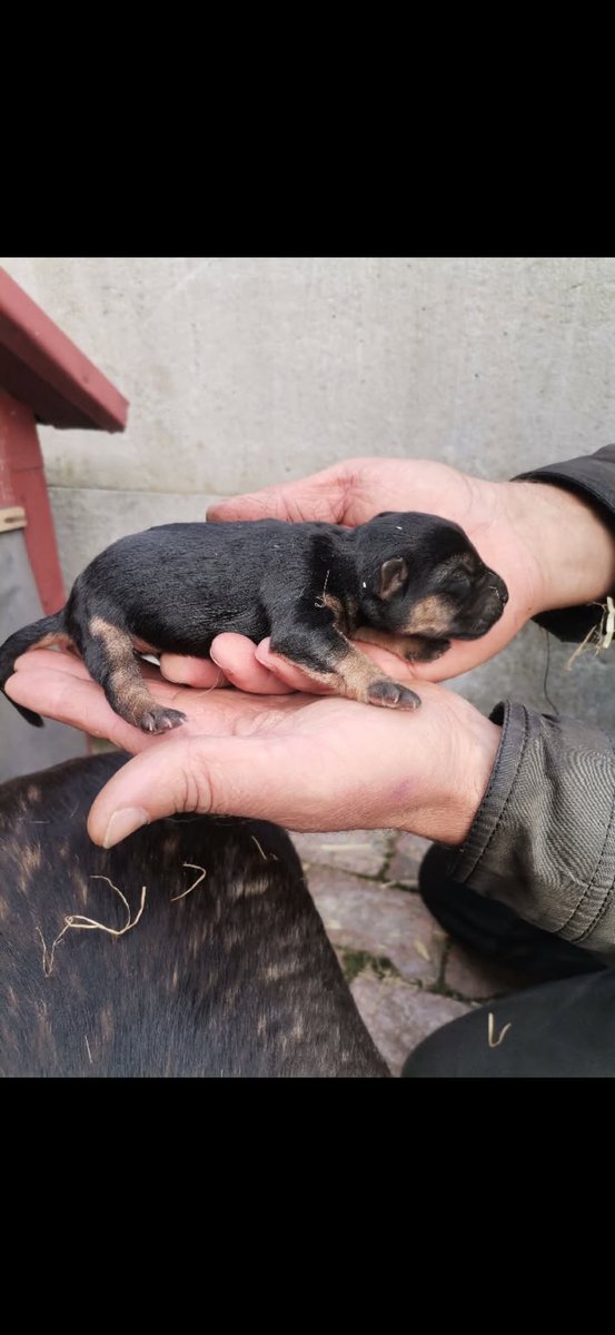Urodziły się takie maluchy, za kilka tygodni będą do oddania. Jakby ktoś szukał małego kundelka to wrzucam grzecznościowo namiary
 +48 691 242 800.