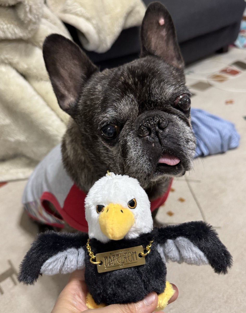 使いの鳥 - Search / X