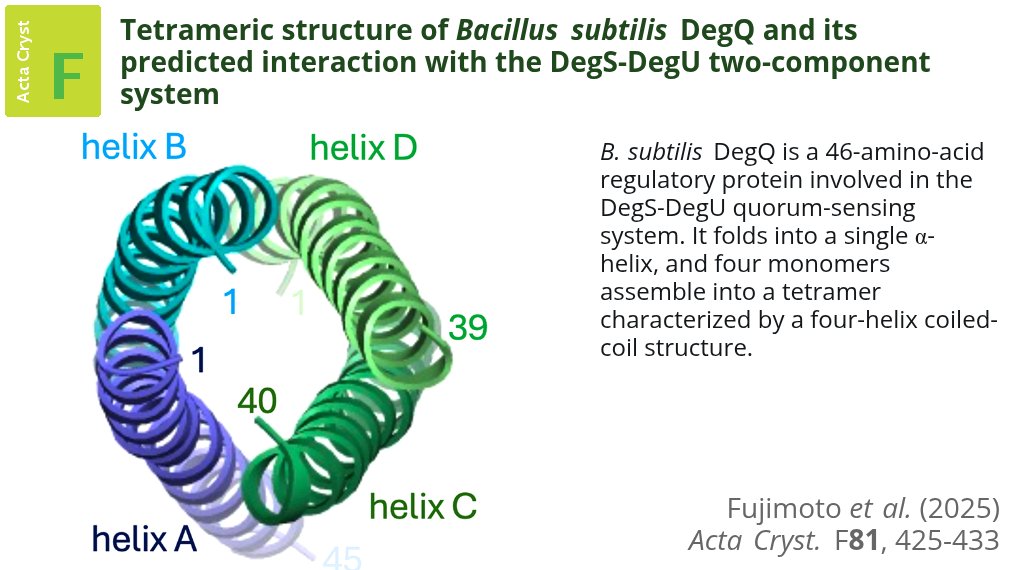 ActaCrystF's tweet image. The structure of B. subtilis DegQ from the DegS–DegU two-component system provide structural insight into DegQ oligomerization and its potential role in modulating DegS autophosphorylation and DegU binding #BacillusSubtilis #CrystalStructure #DegQ doi.org/10.1107/S20532…