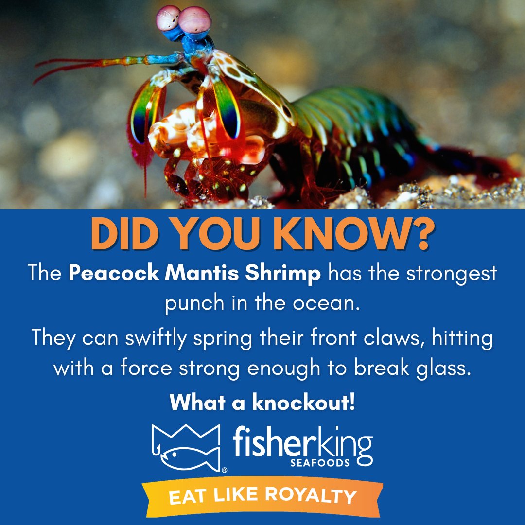 #DidYouKnowMonday 
#EatLikeRoyalty 🌊🦀🦞🦐🐟