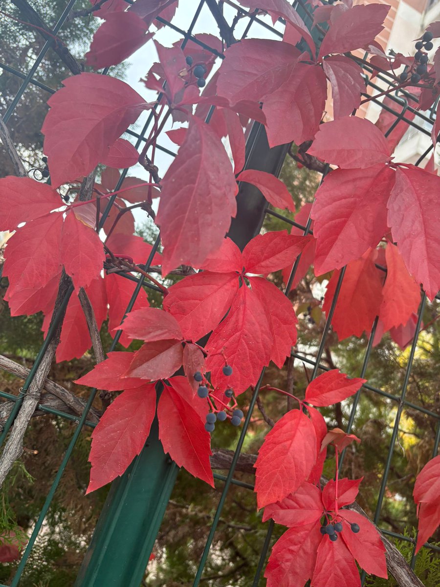 Bakara Sûresi /138✨