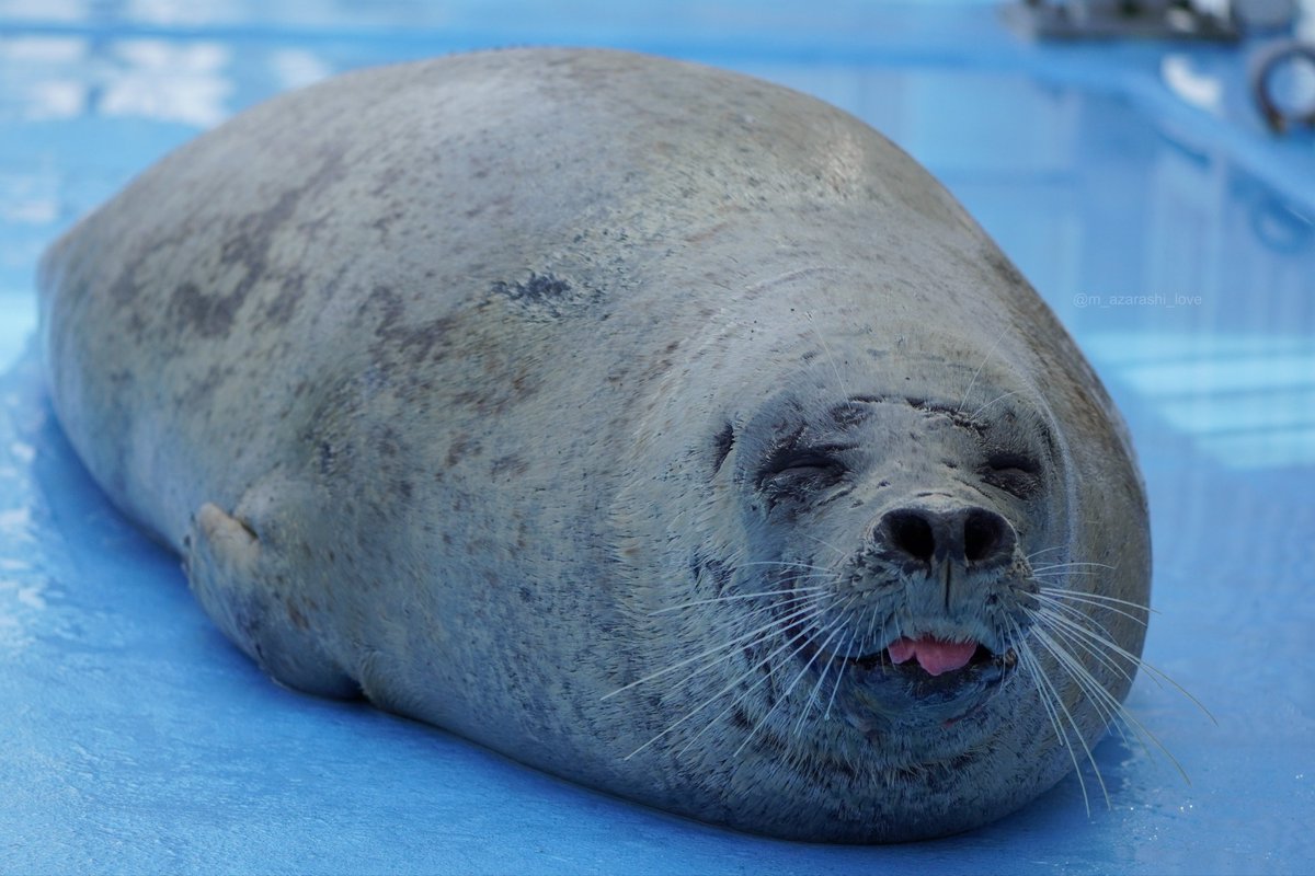 ごまふあざらしさまオーダー分！ ごまふあざらしさまオーダー分！ ごまふあざらしさまオーダー分！