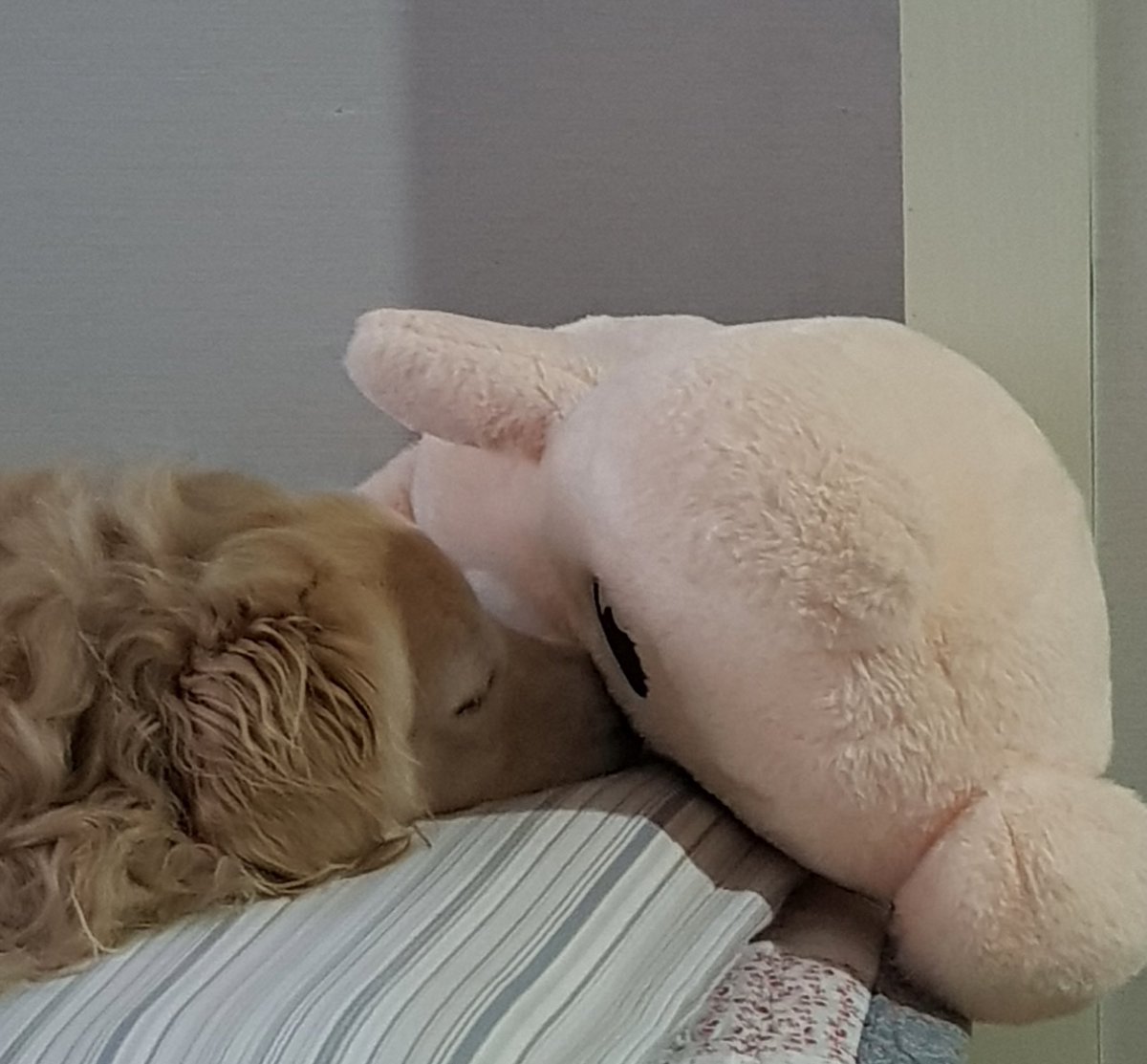 ruby_sm_'s tweet image. 🙃